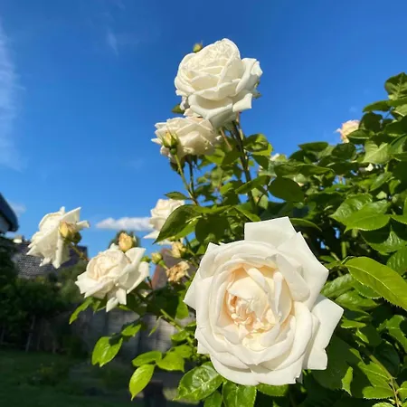 Ferienhaeuschen In Beetz - In 5 Min Am Und Wald Kremmen